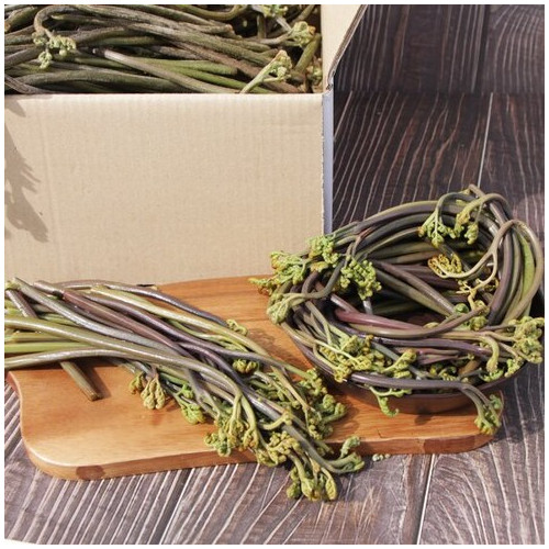 경남 하동 생고사리 4kg